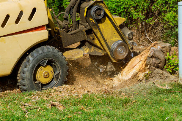 Best Grass Overseeding  in Burley, ID
