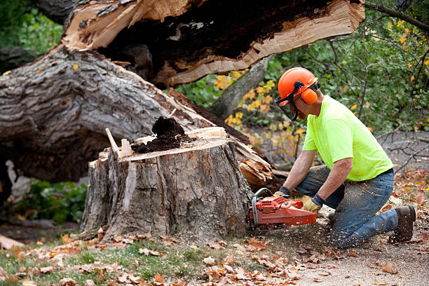 Best Tree Preservation Services  in Burley, ID
